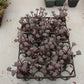 Sedum Tom Comic (not 1 root) Succulents TaoSucculent