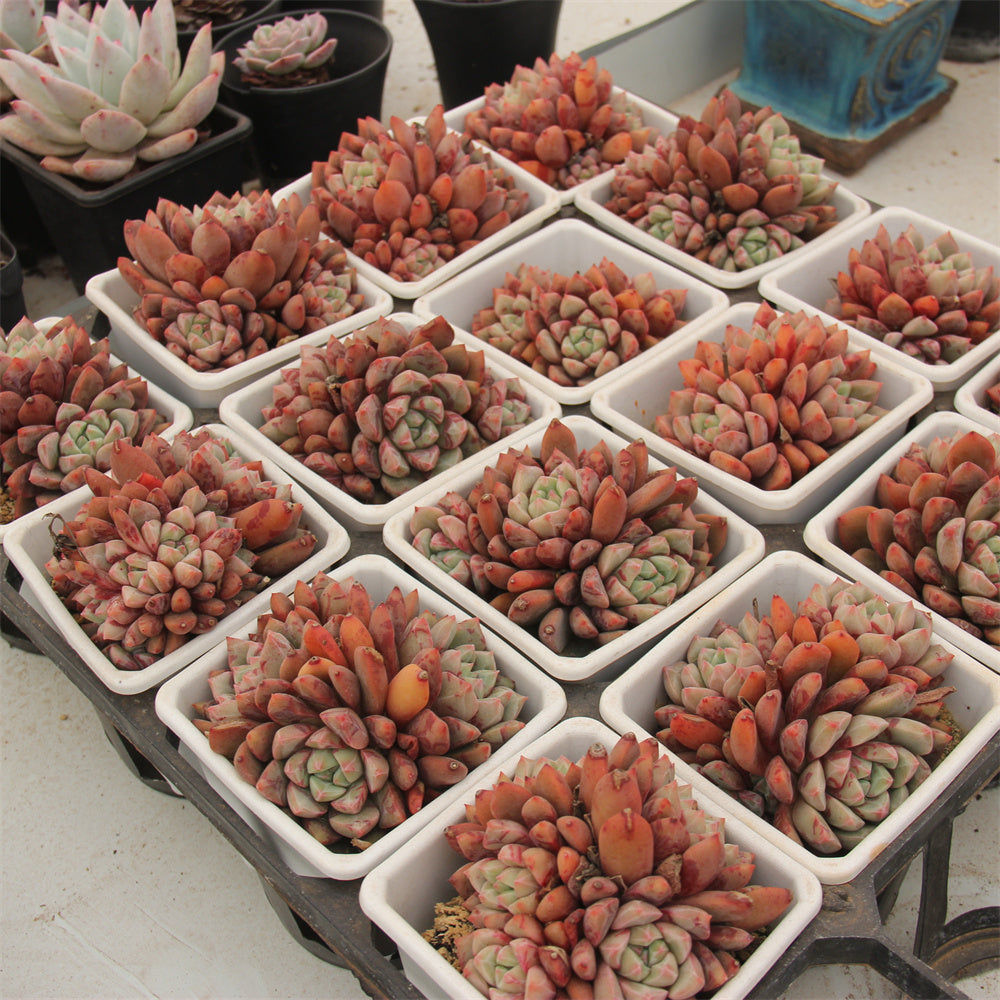 Echeveria bold mix Succulents TaoSucculent