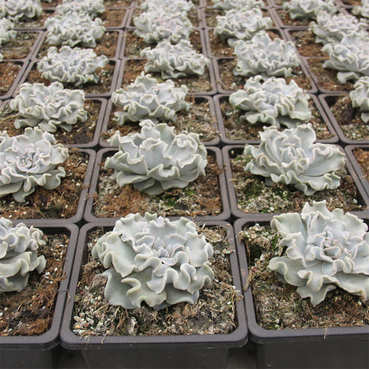 Echeveria 'Crispate Beauty' Succulents TaoSucculent