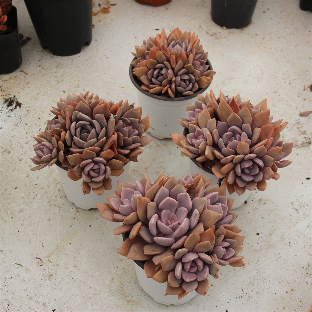 xGraptoveria G.D.Rowley βDebbie Succulents TaoSucculent