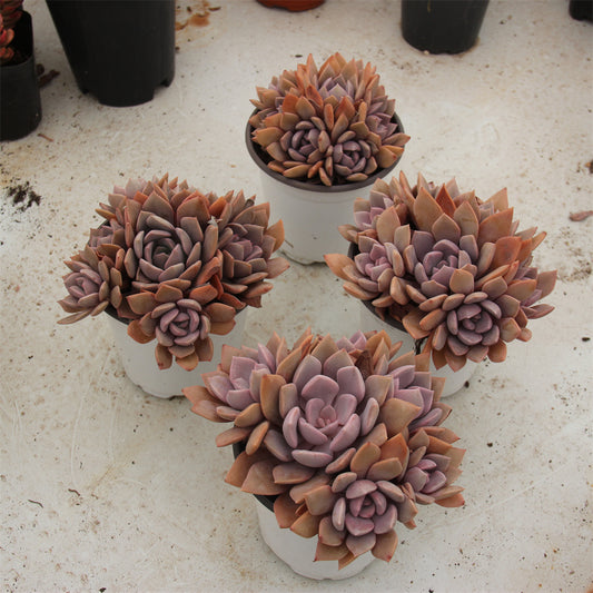 xGraptoveria G.D.Rowley βDebbie Succulents TaoSucculent