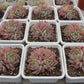 Echeveria All star Succulents