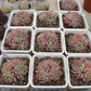Echeveria All star Succulents