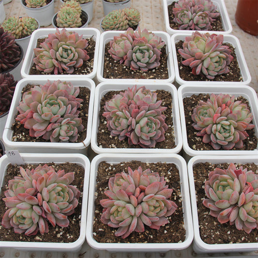 Echeveria All star Succulents