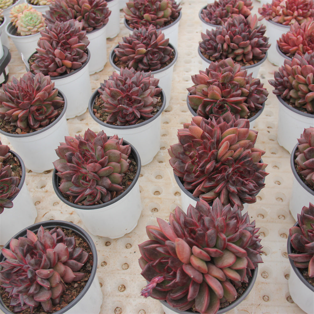 Echeveria Amethyst cretsed Succulents