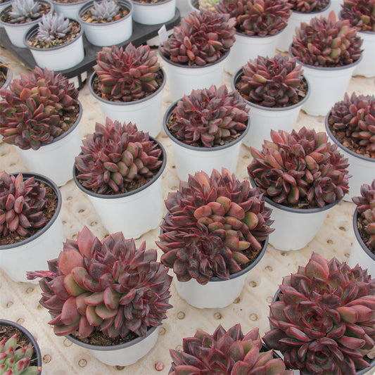 Echeveria Amethyst cretsed Succulents