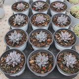 Echeveria unguiculata Succulents