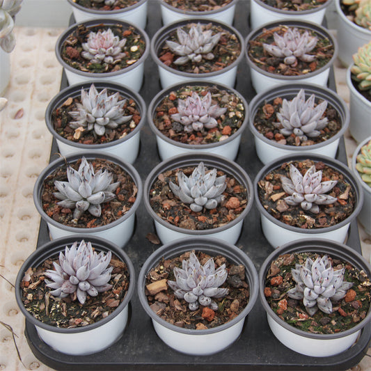 Echeveria unguiculata Succulents