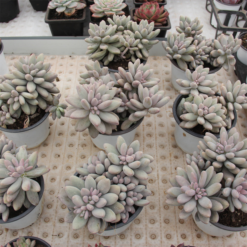 Graptopetalum  Pink Lover Succulents