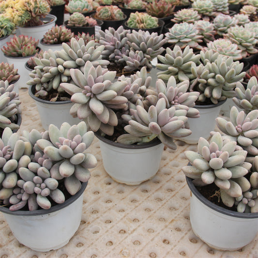 Graptopetalum  Pink Lover Succulents