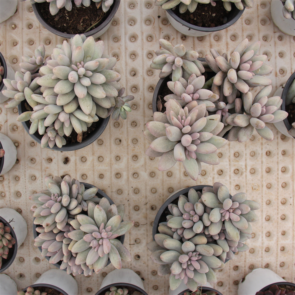 Graptopetalum  Pink Lover Succulents