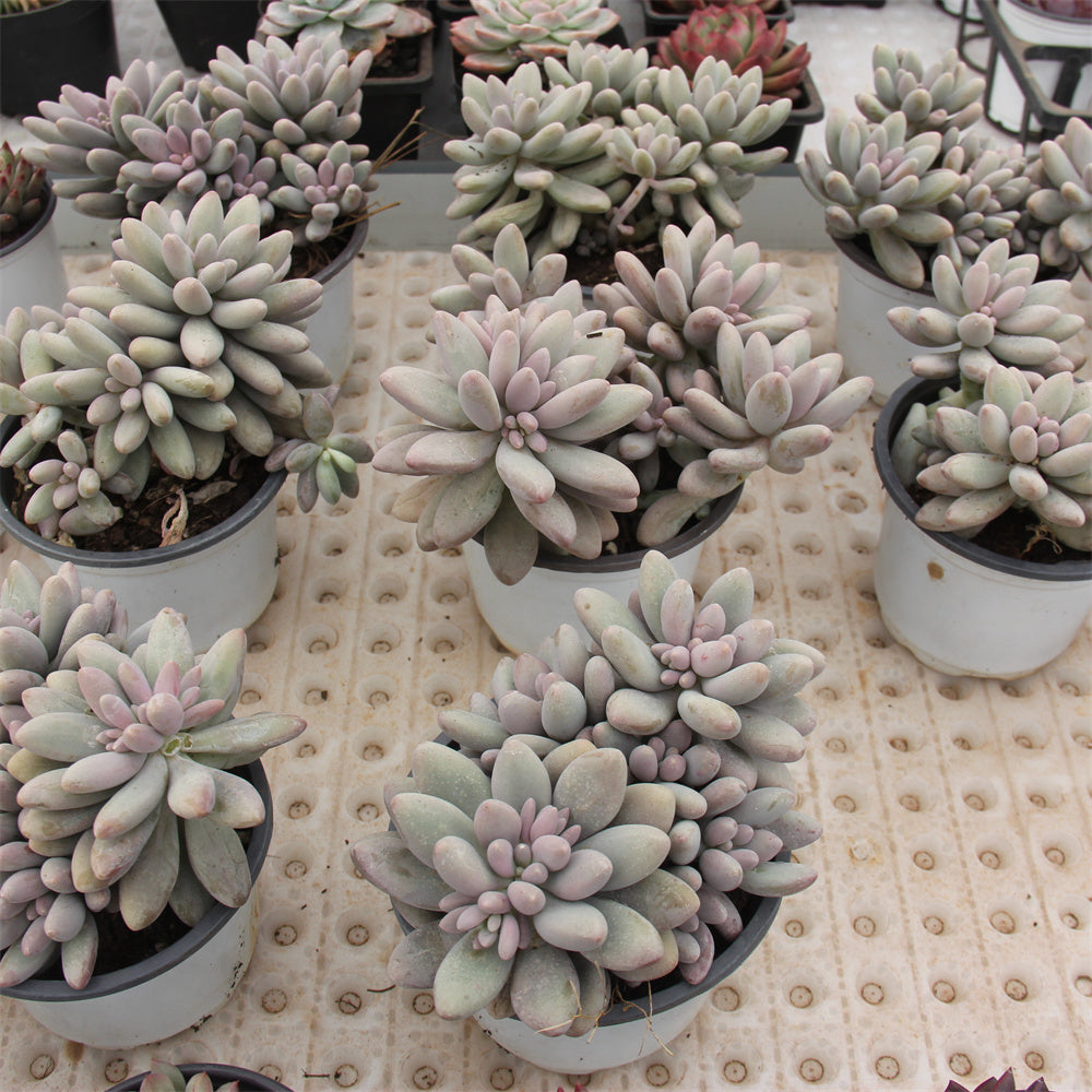 Graptopetalum  Pink Lover Succulents