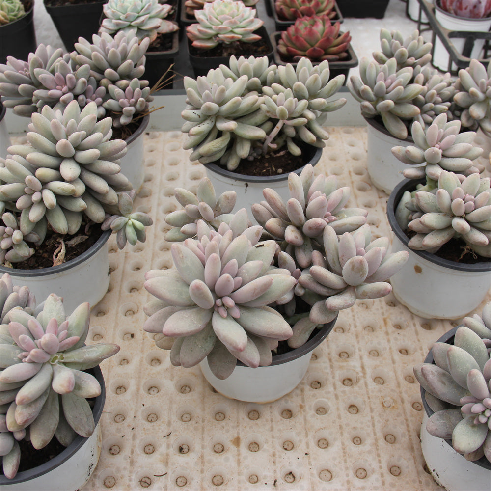 Graptopetalum  Pink Lover Succulents