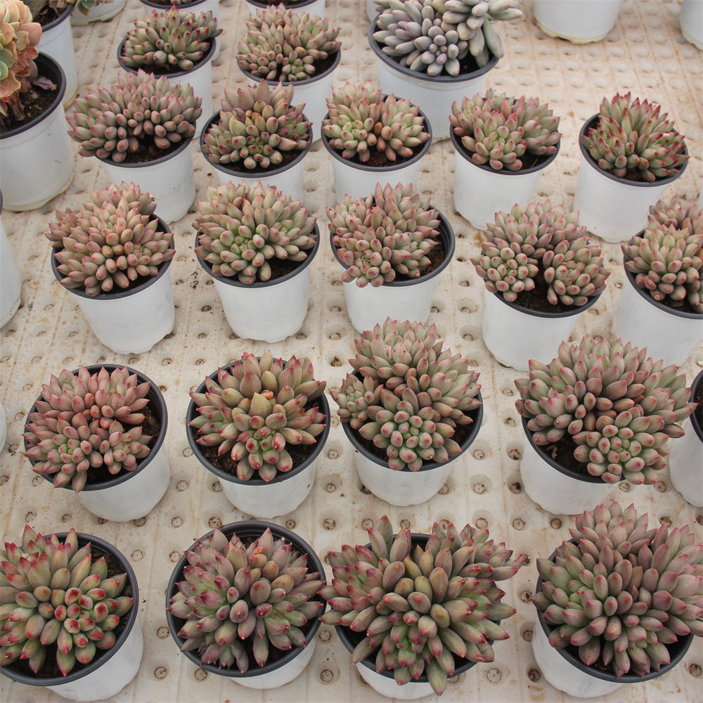 Graptopetalum spp.yu Succulents