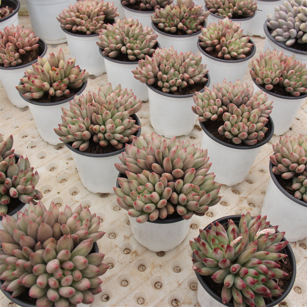 Graptopetalum spp.yu Succulents