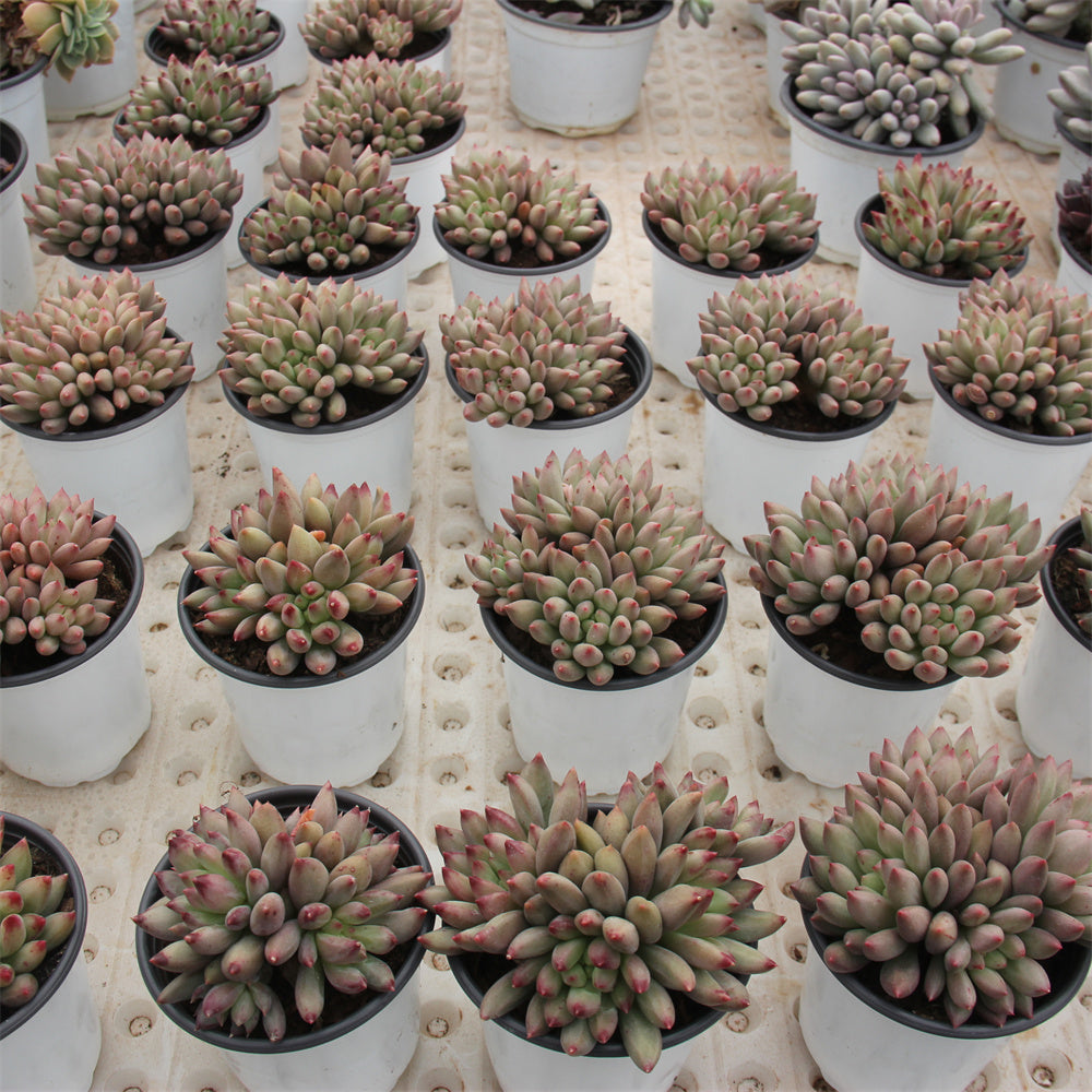 Graptopetalum spp.yu Succulents