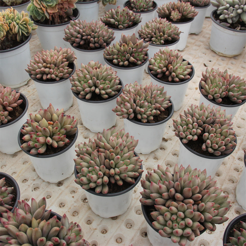 Graptopetalum spp.yu Succulents