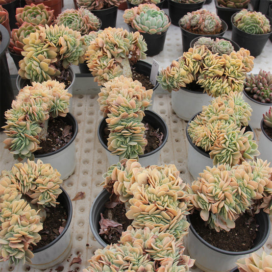 Echeveria 'Joy'cretsed Succulents