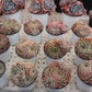 Echeveria Paper Dance Succulents