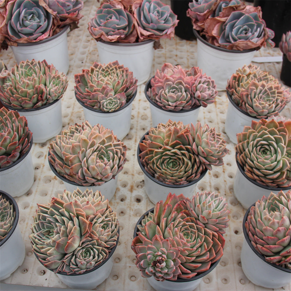 Echeveria Paper Dance Succulents