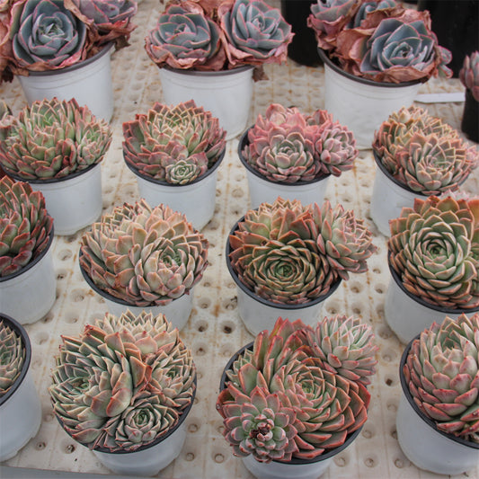 Echeveria Paper Dance Succulents