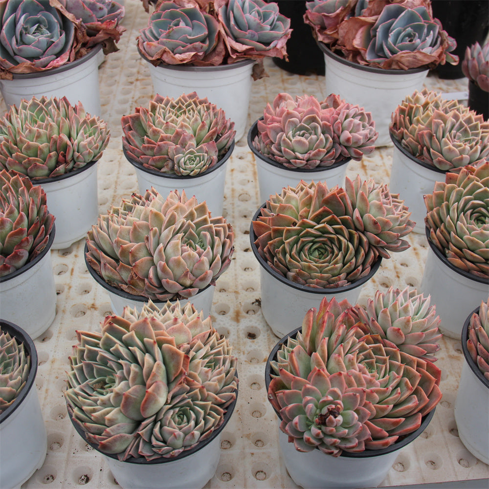 Echeveria Paper Dance Succulents