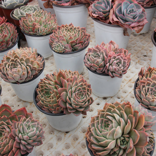 Echeveria Paper Dance Succulents