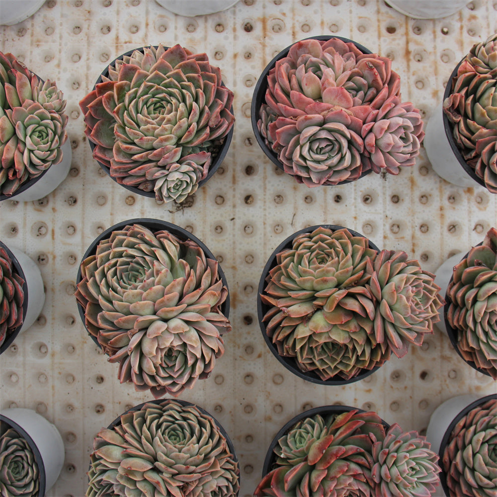 Echeveria Paper Dance Succulents