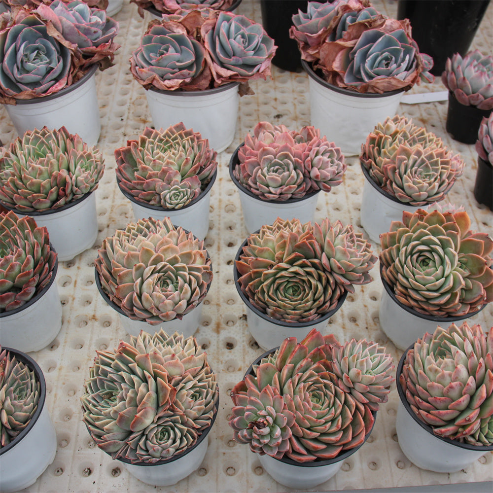 Echeveria Paper Dance Succulents