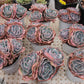 Echeveria 'Da Vinci code'  Succulents