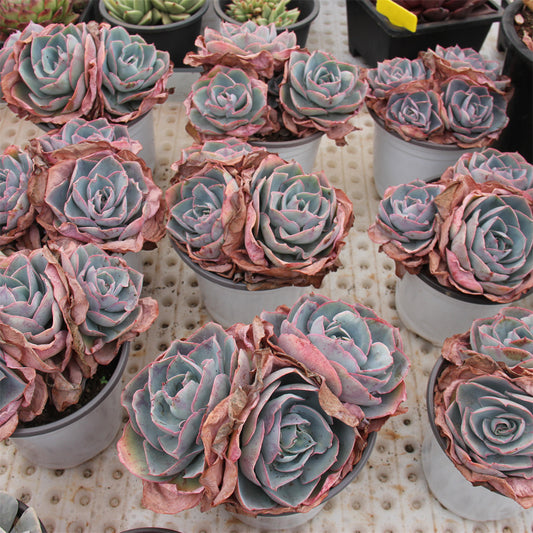 Echeveria 'Da Vinci code'  Succulents