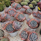 Echeveria 'Da Vinci code'  Succulents