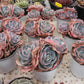 Echeveria 'Da Vinci code'  Succulents