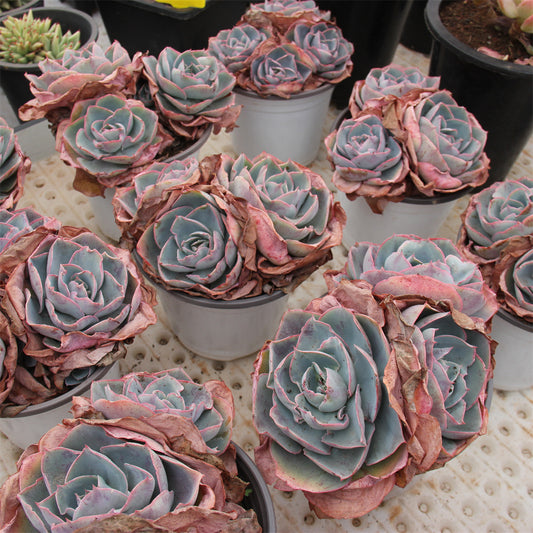 Echeveria 'Da Vinci code'  Succulents