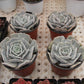 Echeveria 'Pollux' sikll variegated Succulents