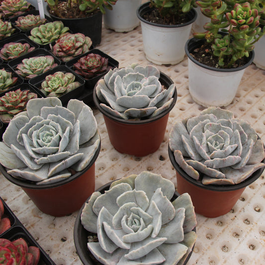 Echeveria 'Pollux' sikll variegated Succulents