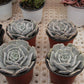 Echeveria 'Pollux' sikll variegated Succulents