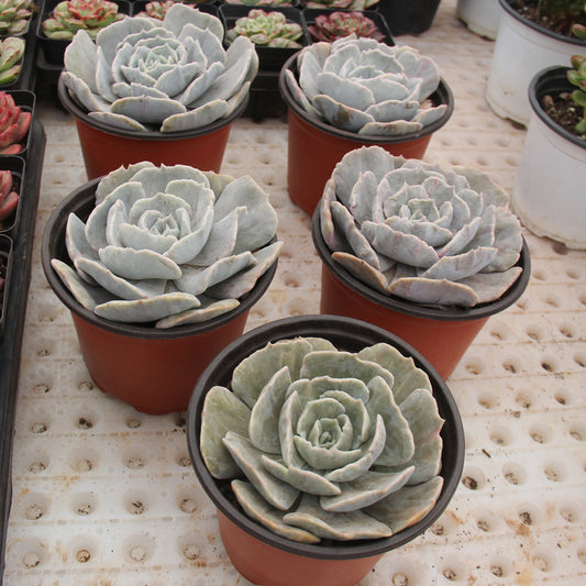 Echeveria 'Pollux' sikll variegated Succulents