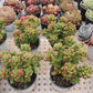 Sedum lucidum 'Obesum' Succulents