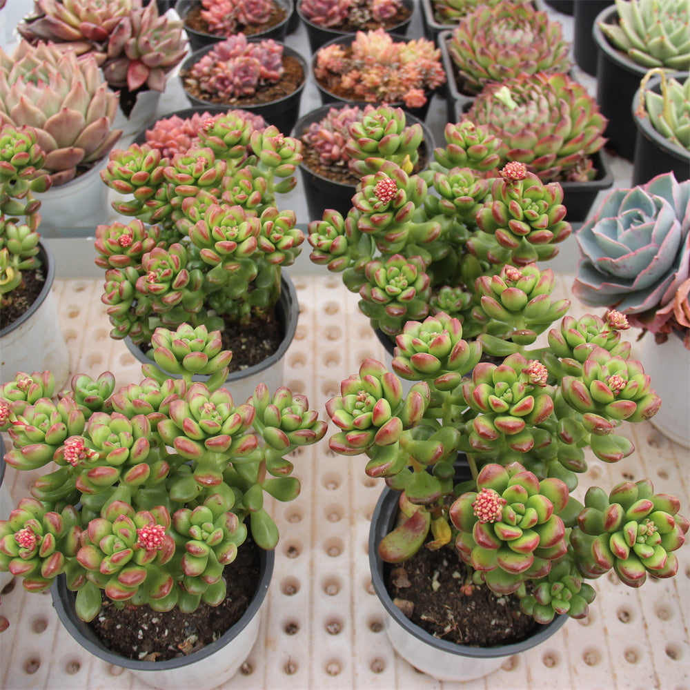 Sedum lucidum 'Obesum' Succulents