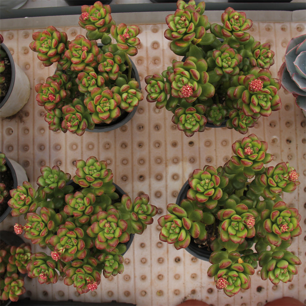 Sedum lucidum 'Obesum' Succulents