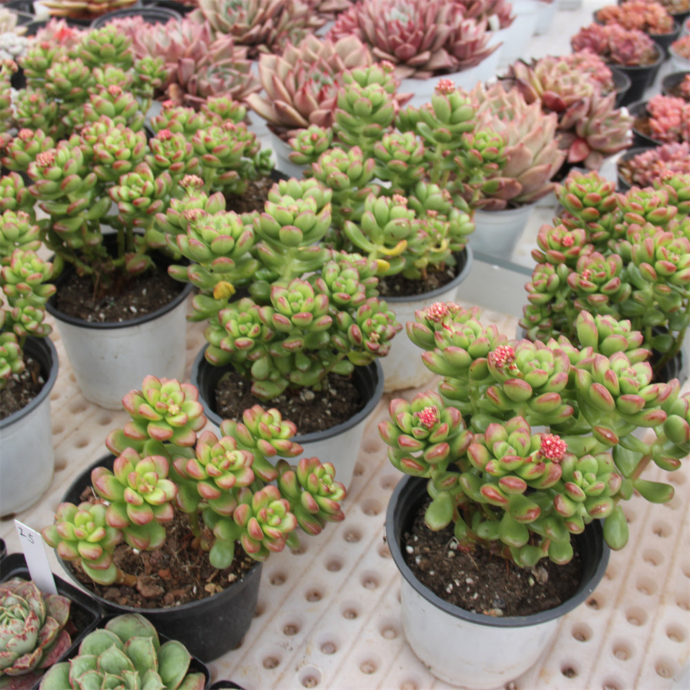 Sedum lucidum 'Obesum' Succulents