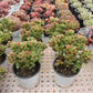Sedum lucidum 'Obesum' Succulents