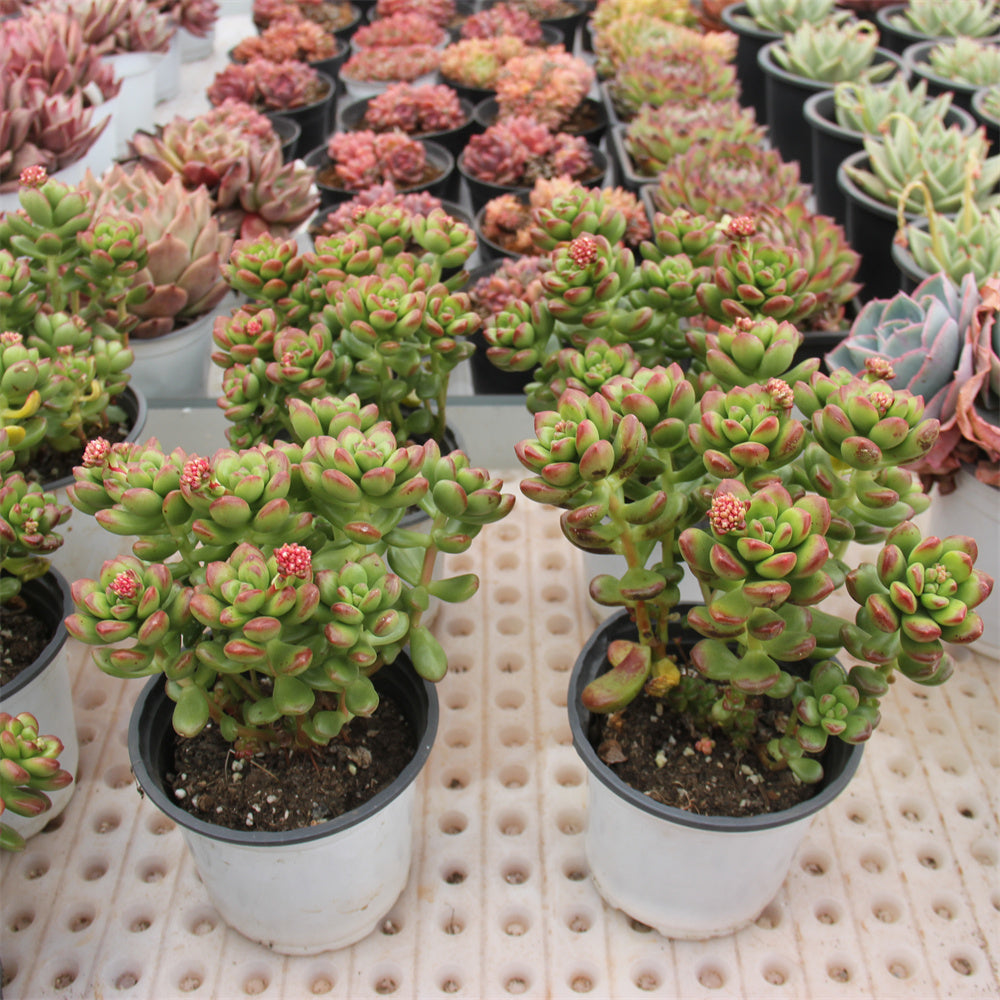 Sedum lucidum 'Obesum' Succulents