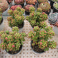 Sedum lucidum 'Obesum' Succulents