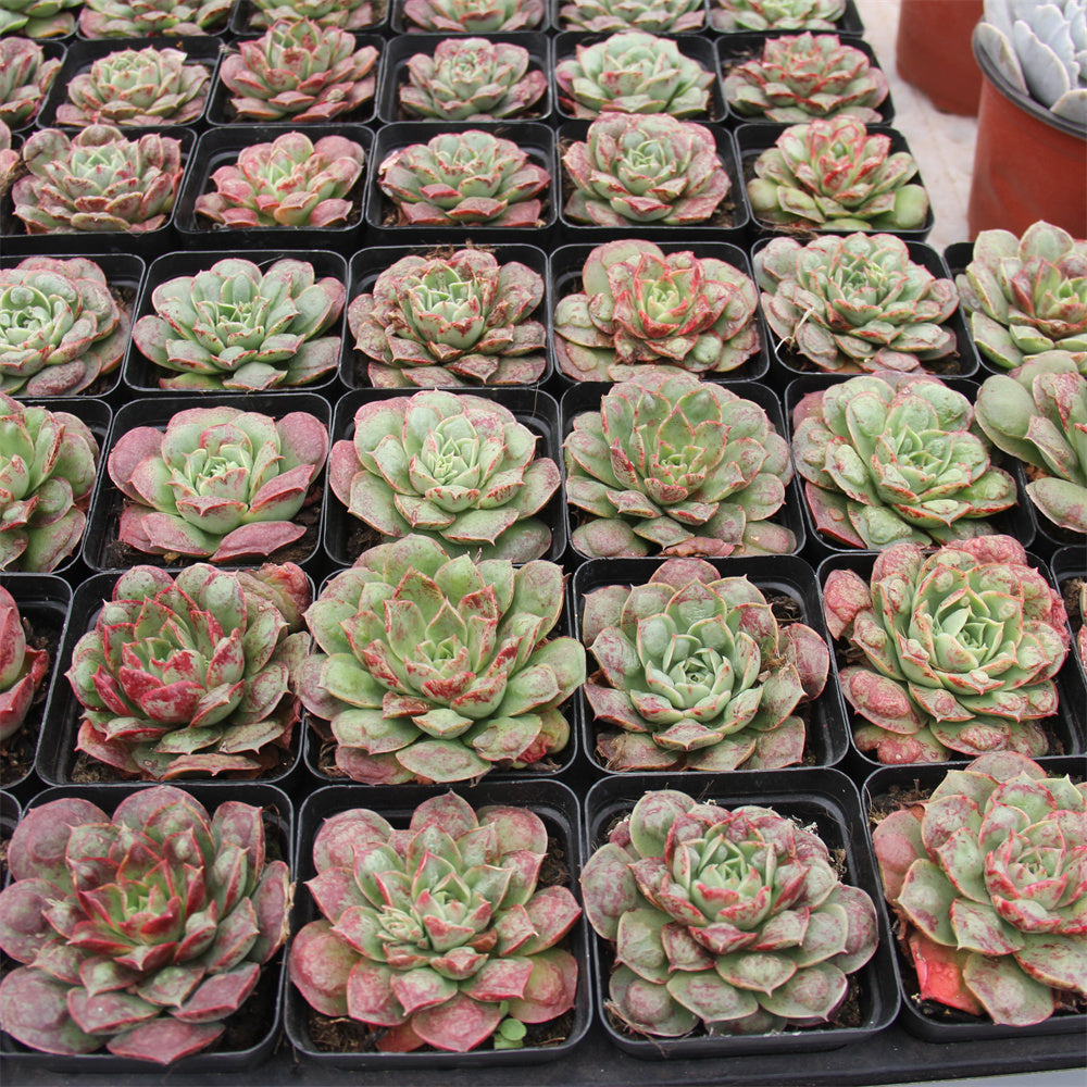 Echeveria Helena Green Bump Succulents