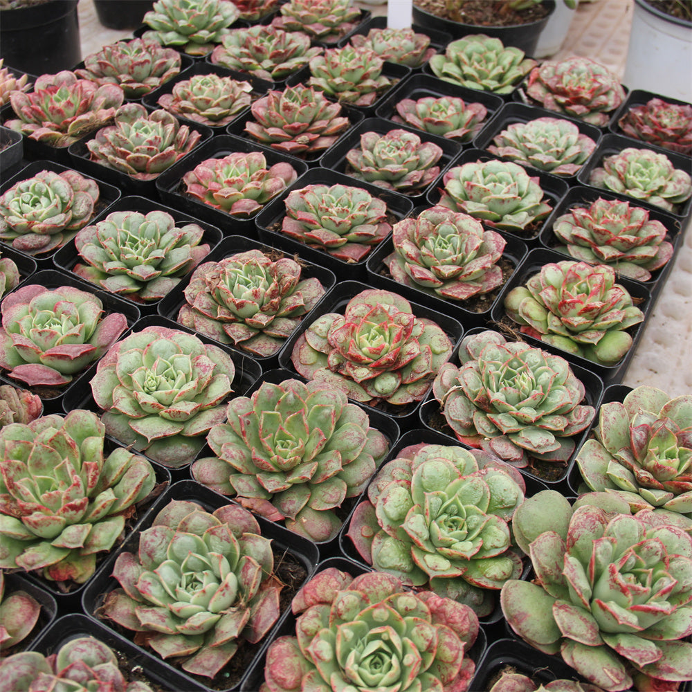 Echeveria Helena Green Bump Succulents