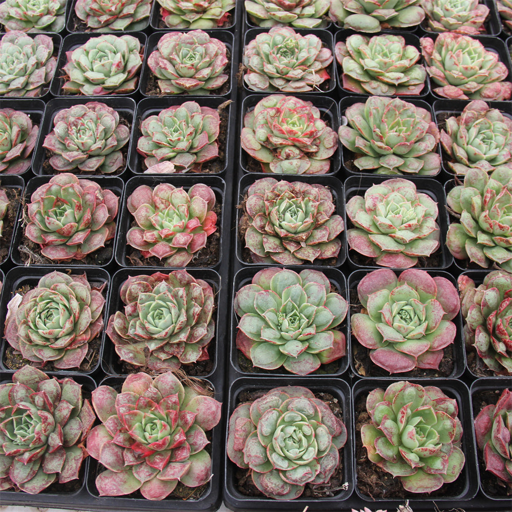 Echeveria Helena Green Bump Succulents