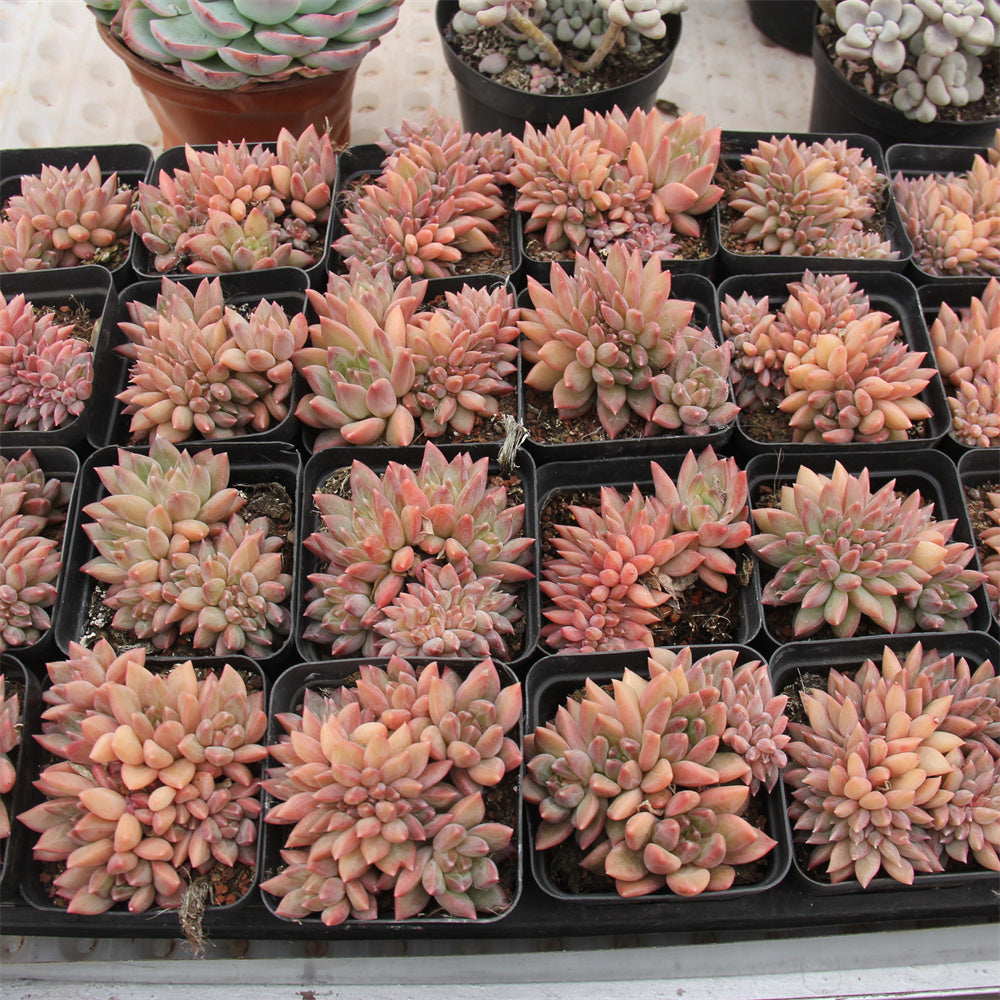 Echeveria Shine Princess cretsed Succulents