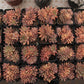 Echeveria Shine Princess cretsed Succulents